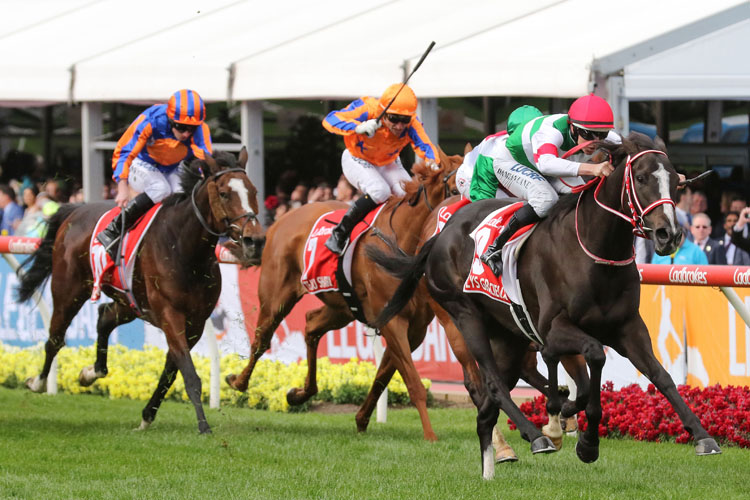 Lys Gracieux winning the Ladbrokes W S Cox Plate