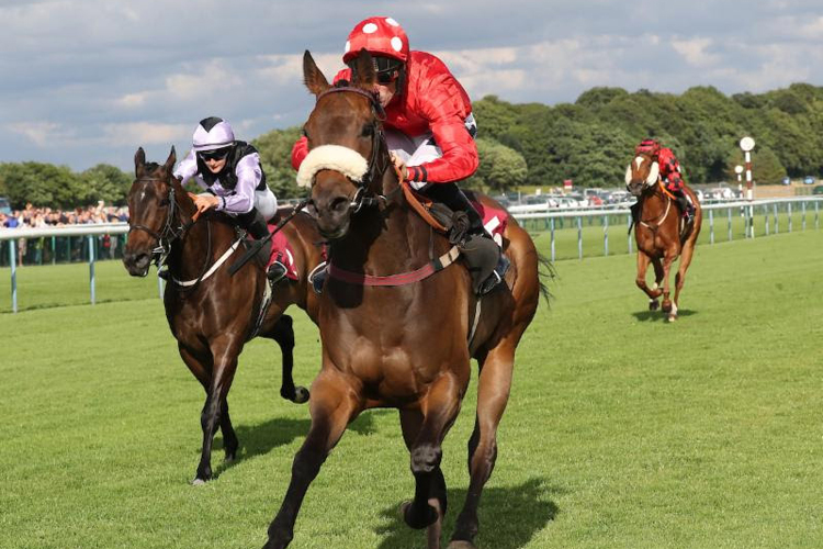 Mabs Cross in action at Haydock Park