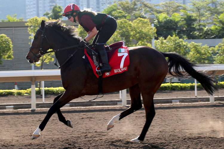 MAGIC WAND - Monday track work for LONGINES Hong Kong Cup