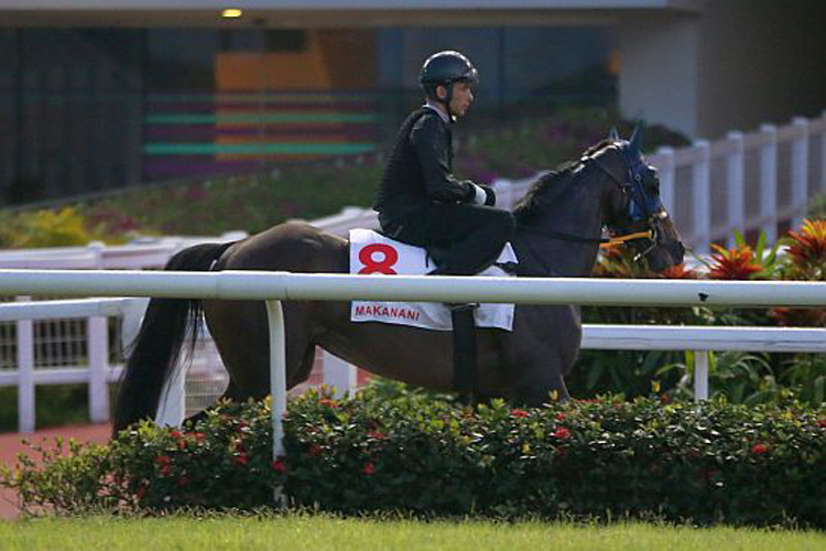 Marc Lerner takes Makanani for a gallop around Track 6 on Tuesday.