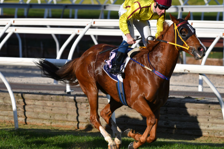 MALIBU STYLE winning the All Victorian Sprint Series Final during Melbourne Racing at Flemington in Melbourne, Australia.