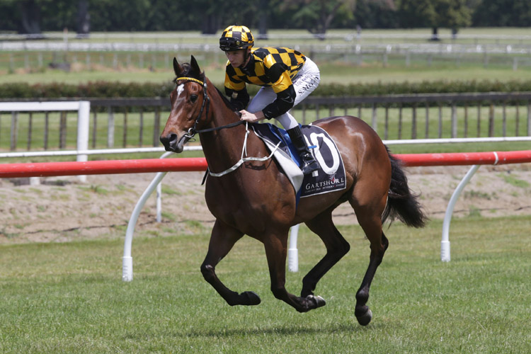 Manchu will contest the Gr.3 Lawnmaster Eulogy Stakes (1600m) at Awapuni on Saturday.