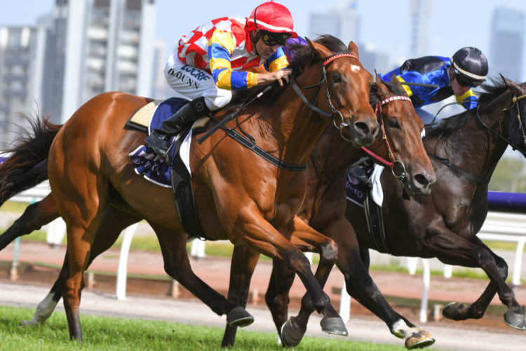 MANOLO BLAHNIQ winning the Chester Manifold Stakes during Melbourne Racing at Flemington in Melbourne, Australia.