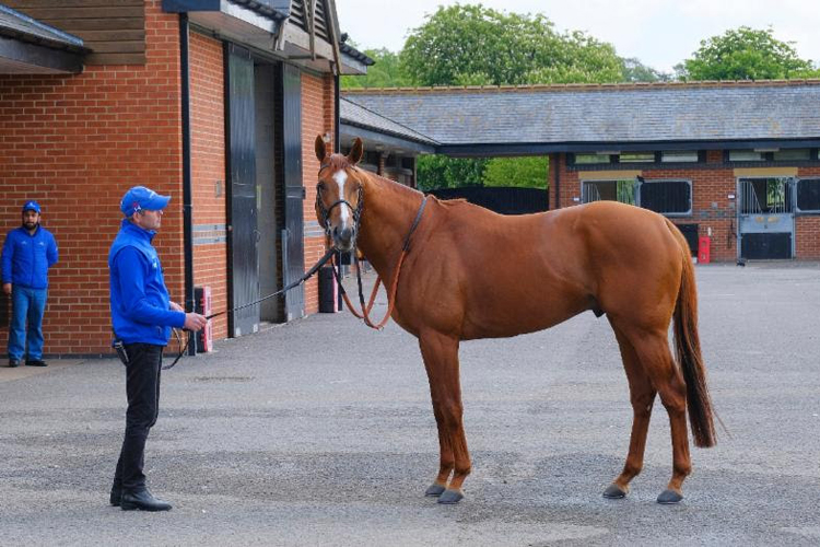 Masar at Moulton Paddocks