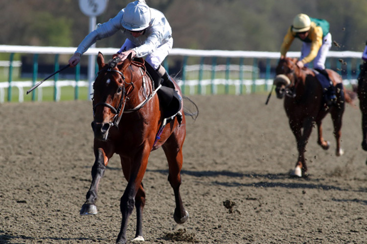 Matterhorn winning the Betway Easter Classic All-Weather Middle Distance Championships Conditions Stakes