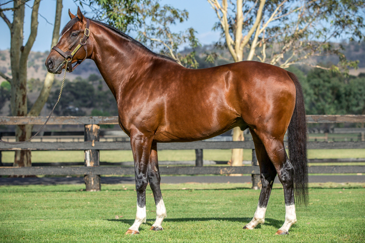 Early signs suggest Maurice might have what it takes to be a successful stallion.