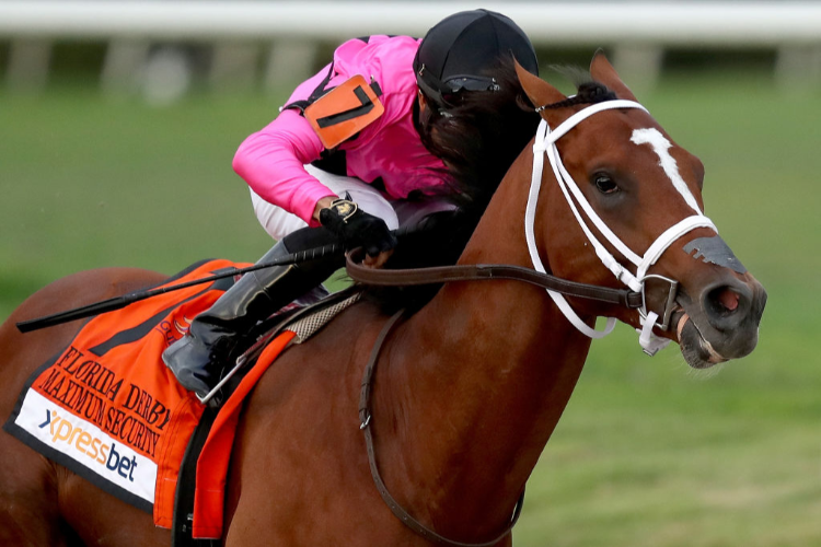 MAXIMUM SECURITY winning the Florida Derby at Gulfstream Park in Hallandale, Florida.