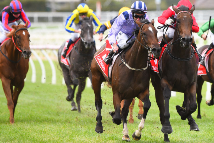 MEUSE winning the Thomas North Hcp during Melbourne Racing at Caulfield in Melbourne, Australia.
