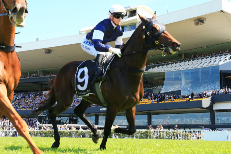 MIDTERM winning the Irresistible Pools N E Manion Cup during Golden Slipper Day at Rosehill Gardens in Sydney, Australia.