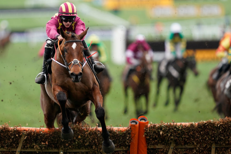 MINELLA INDO winning the Albert Bartlett Novices' Hurdle on Gold Cup Day in Cheltenham, England.