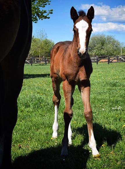 Miss Mandito as a foal at Inglewood Stud