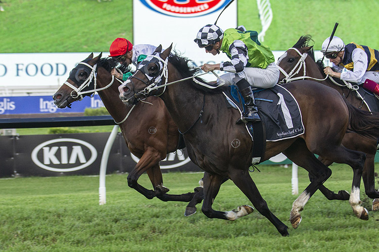 MISTER SEA WOLF winning the Doncaster Prel.