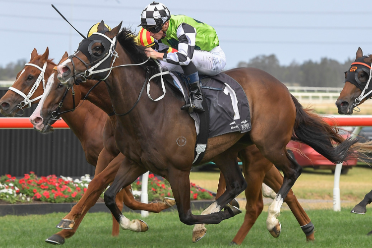 MISTER SEA WOLF winning the The Gong