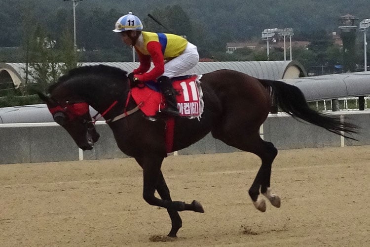 Moonhak Chief winning the Class Open Weight for Age