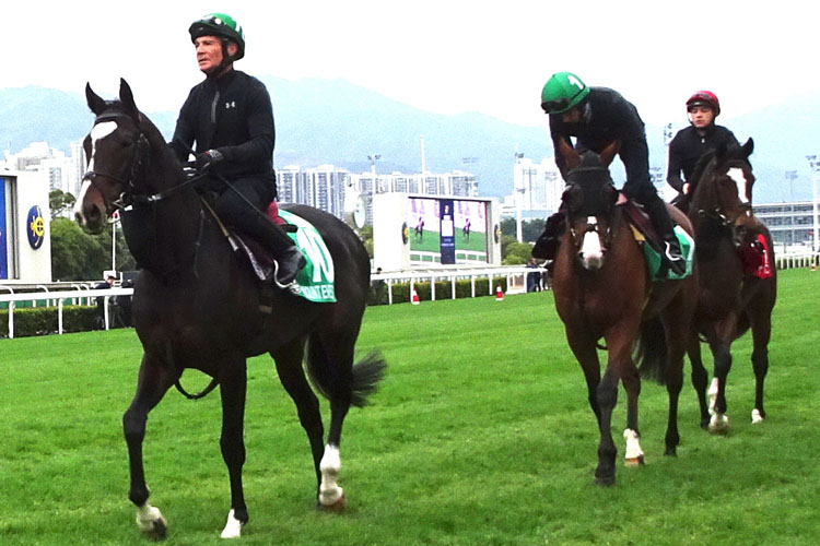 hKIR19 Coolmore Trio led by Mount Everest