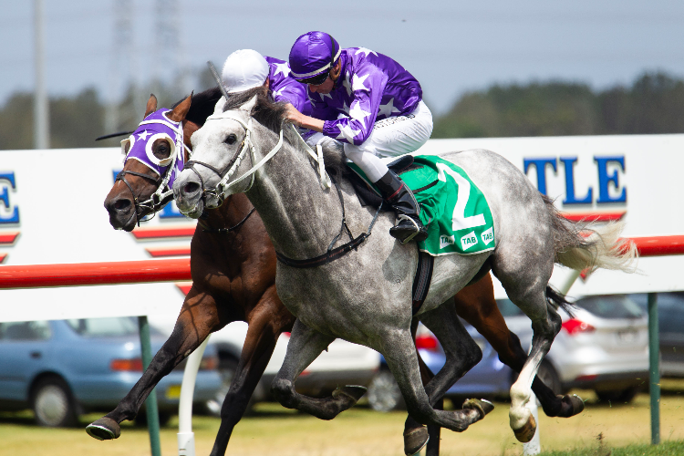 MR RECKLESS winning the Harrigan Motor Group Bm78 Handicap.