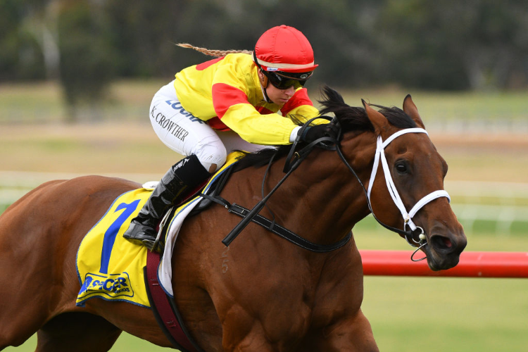 MUSIC BAY winning the Spicer Thoroughbreds (Bm64) during Melbourne Racing at Sandown Hillside in Melbourne, Australia. MUSIC BAY winning the Spicer Thoroughbreds (Bm64) during Melbourne Racing at Sandown Hillside in Melbourne, Australia.
