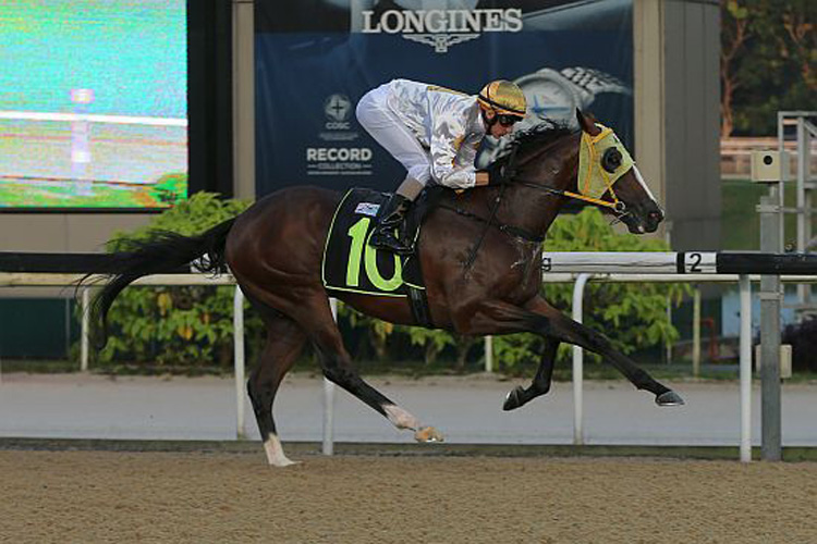 My Miracle winning the COUNTOFMONTECRISTO 2017 STAKES OPEN MAIDEN