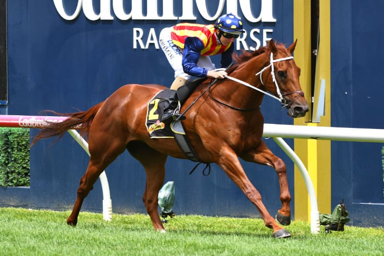 NATURE STRIP winning the Rubiton Stakes at Caulfield in Melbourne, Australia.