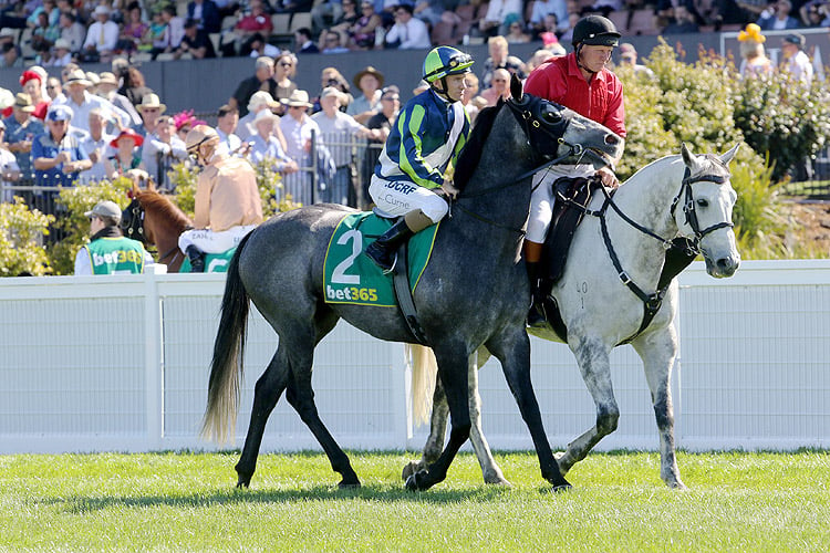 Neufbosc prior to, running in the Bet365 Geelong Cup