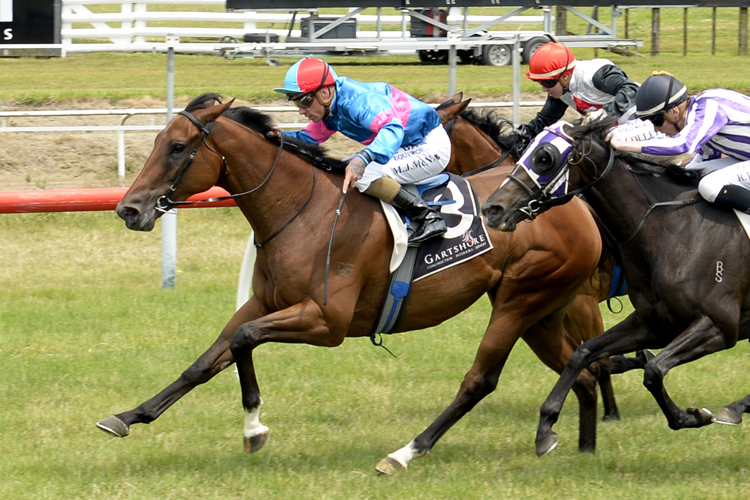 Not Ideal keeps his winning record intact with a victory over 1600m at Tauranga