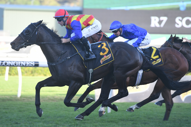 PIERATA winning the Schweppes All Aged Stakes.