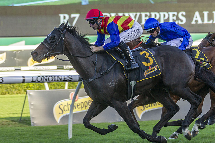 Pierata winning the Schweppes All Aged Stakes