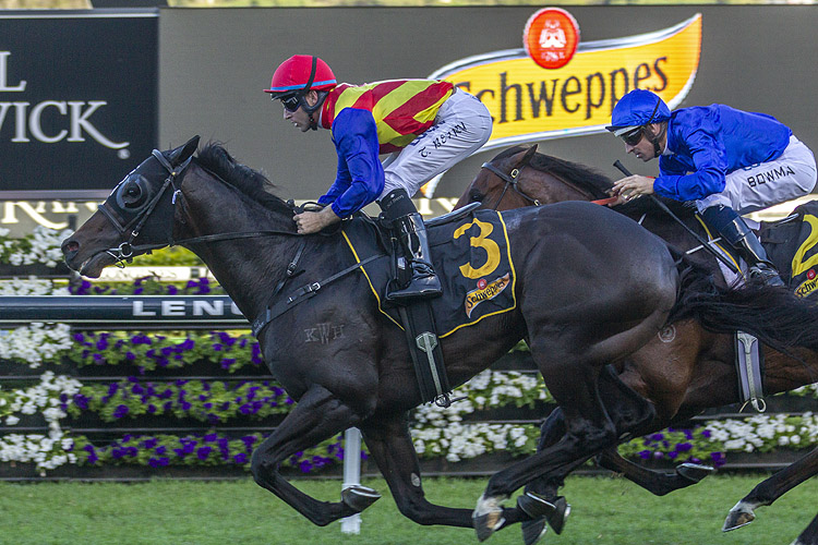 Pierata winning the Schweppes All Aged Stakes