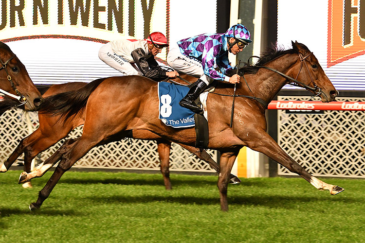 Princess Jenni winning the Four'n Twenty Stocks Stakes