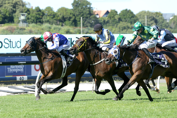 Princess Kereru winning the Waikato Stud Plate