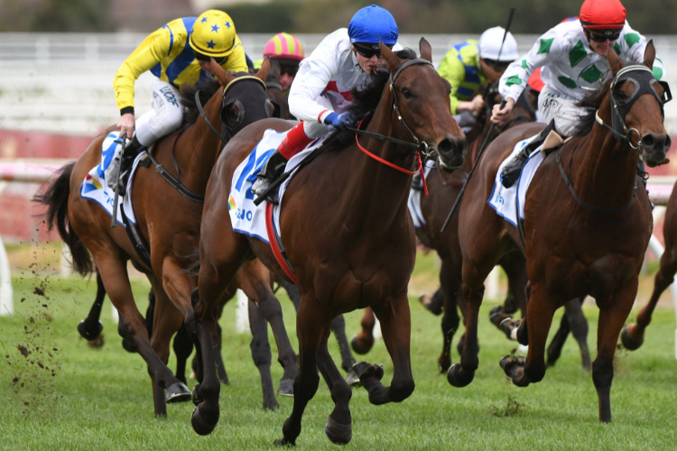 PROPELLE winning the Keno Classic Handicap during Victorian Owners and Breeders Race Day at Caulfield in Melbourne, Australia.