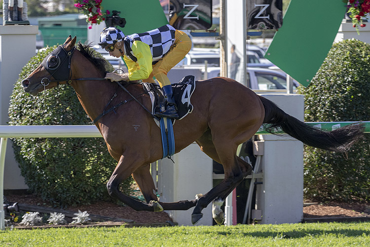 Purple Sector winning the Rough Habit Plate Purple Sector winning the Rough Habit Plate