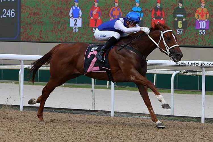 Raheeb winning the NOVICE Raheeb winning the NOVICE