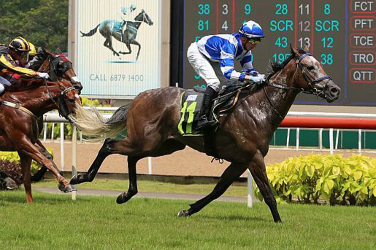 Runfinnrun winning the STEPITUP 2015 STAKES RESTRICTED MAIDEN
