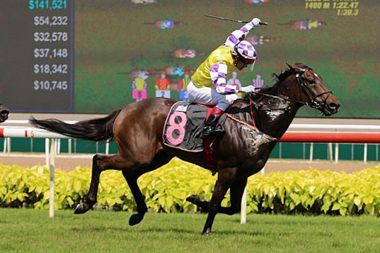 Sacred Croix winning the GOODMAN 2014 STAKES CLASS 3