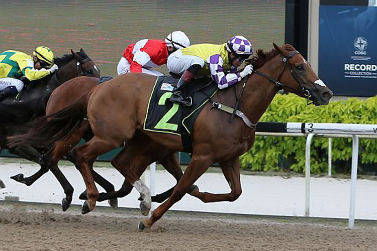 Sacred Rebel winning the Mr Big 2013 Stakes Class 2.