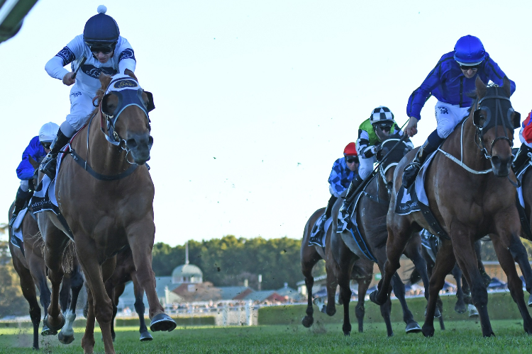 SAMADOUBT winning the Winx Stakes.