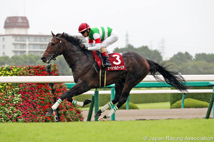 SATURNALIA winning the Kobe Shimbun Hai in Hanshin, Japan.