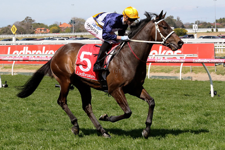 Savvy Oak will contest his third Derby of the season at Eagle Farm on Saturday.