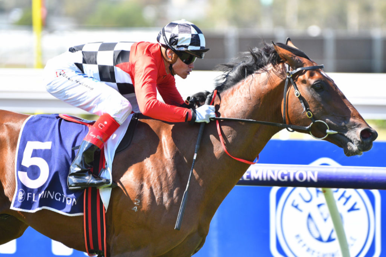 SCHABAU winning the 3AW Roy Higgins Quality during Melbourne Racing at Flemington in Melbourne, Australia.