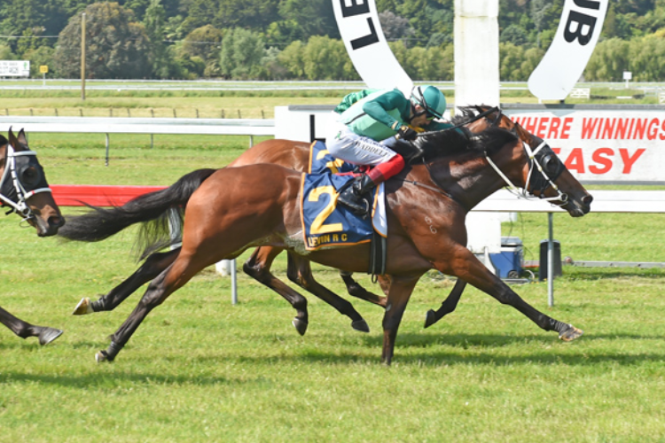 SCORPZ winning the Lucia Valentina Wellington Stakes.