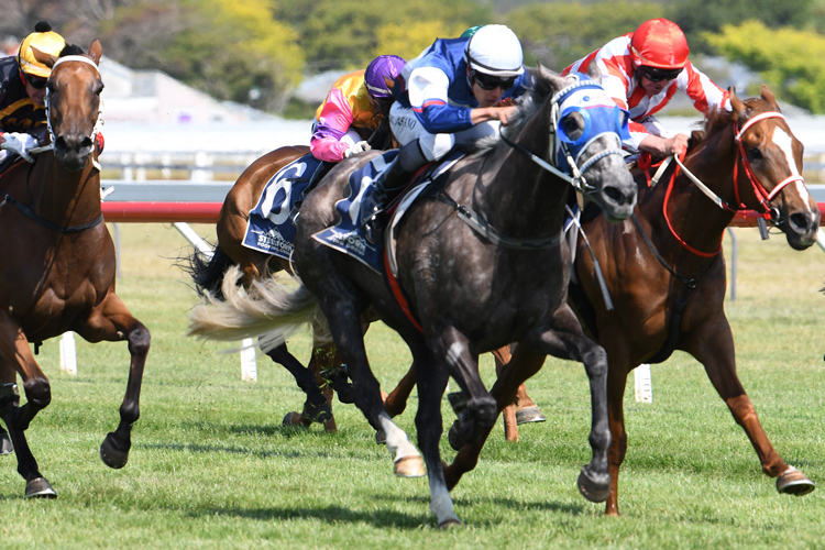 Sentimental Miss winning the Steelform Roofing Wanganui Cup.