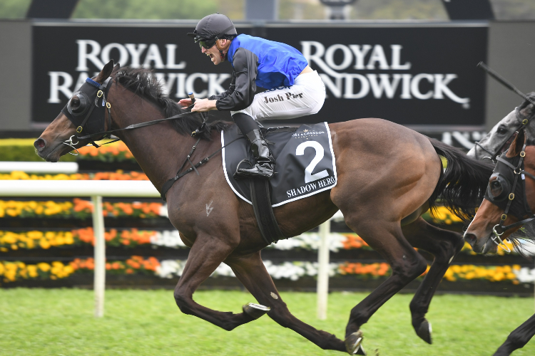 SHADOW HERO winning the Moet Spring Champion Stakes.