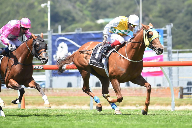Jason Waddell punches the air in triumph after winning the Gr.1 Thorndon Mile (1600m) aboard Shadows Cast in January.<br />