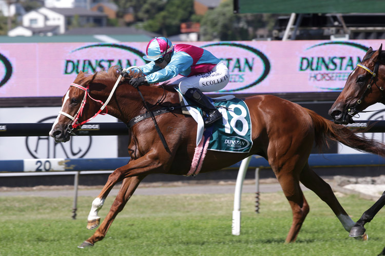 Showoroses will contest the Gr.3 Mitchell Family Bonecrusher Stakes (1400m) at Ellerslie on Saturday.
