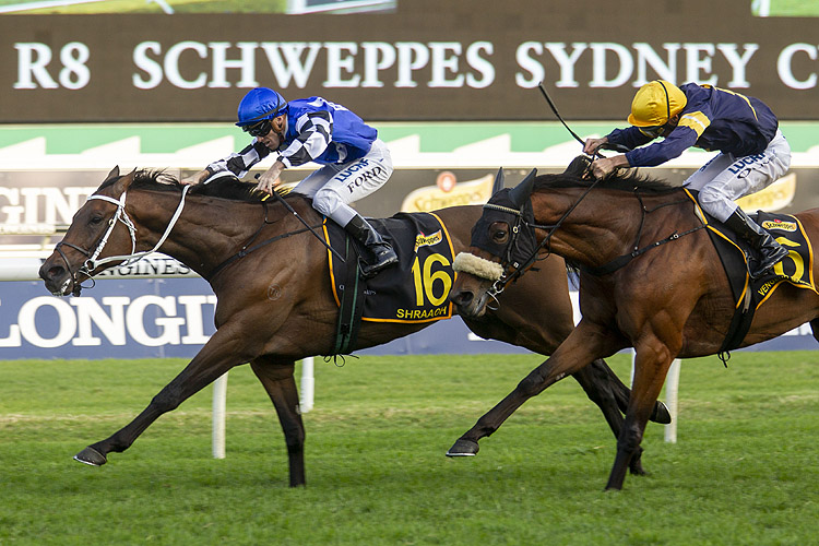 Shraaoh winning the Schweppes Sydney Cup