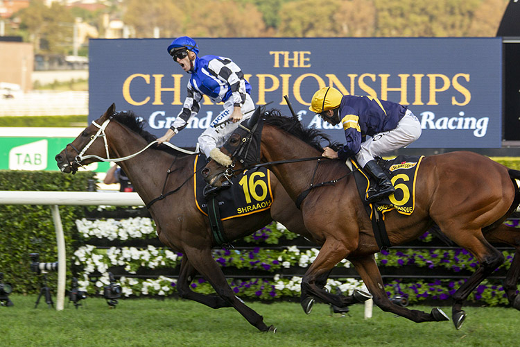 Shraaoh winning the Schweppes Sydney Cup Shraaoh winning the Schweppes Sydney Cup