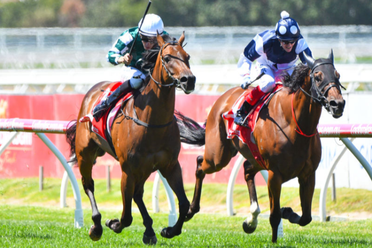 SIKANDARABAD winning the Mornington Cup Prel. during the Blue Diamond Stakes Day at Caulfield in Melbourne, Australia. SIKANDARABAD winning the Mornington Cup Prel. during the Blue Diamond Stakes Day at Caulfield in Melbourne, Australia.