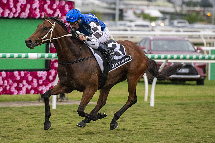 Sixties Groove winning the Lexus Brisbane Cup