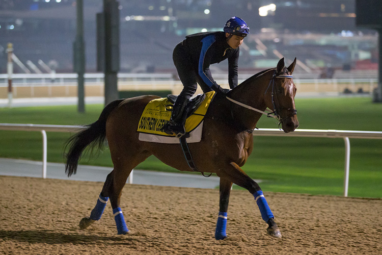 Southern Legend exercises on Meydan turf this morning.